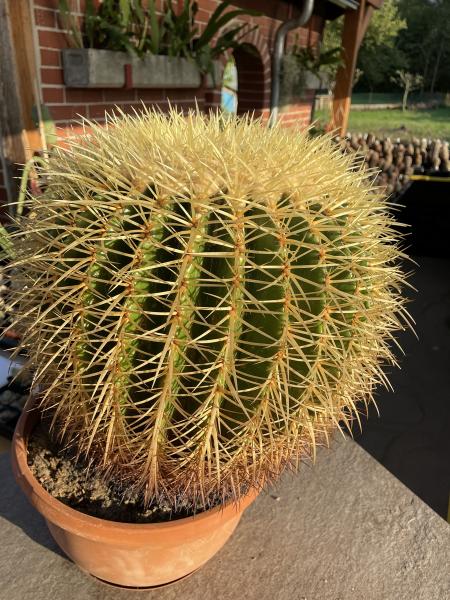 Ferocactus grusonii